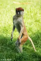 Husarenaffe. Seinen Namen hat er vom Reiterregiment der Husaren wegen der r�tlichen F�rbung und der hohen Geschwindigkeiten, die er beim Laufen erreicht.