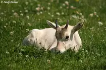 Junge Mendes-Antilope