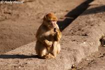 Berberaffen k�nnen gut klettern, verbringen aber einen Gro�teil des Tages auf dem Boden.