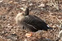 Gr�nlandbl��gans (Anser albifrons flavirostris) am 11.3.2010 im Zoo Berlin.
	