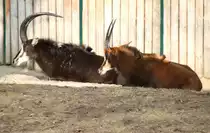 Zwei S�dafrikanische Rappenantilopen (Hippotragus niger niger) am 11.3.2010 im Zoo Berlin.