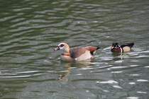 Eine Nilgans wird von einer Brautente verfolgt. Zoo Berlin am 11.3.2010.