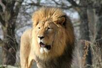 Berberlwe (Panthera leo leo) am 11.3.2010 im Zoo Berlin.