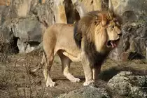 Was hat dieser L�we jetzt vor? Ist ihm zu warm? Berberl�we (Panthera leo leo) am 11.3.2010 auf dem Aussengel�nde des Berliner Zoos.