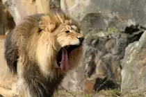 Ah, er will g�hnen! Berberl�we (Panthera leo leo) am 11.3.2010 im Zoo Berlin.