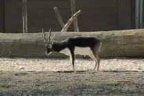 M�nnliche Hirschziegenantilope (Antilope cervicapra) am 11.3.2010 im Zoo Berlin.