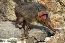 B�renmakak (Macaca arctoides) am 11.3.2010 im Zoo Berlin.