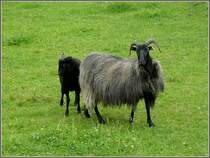 Neugierige Schafe am 12.06.10 in Kautenbach. (Hans)