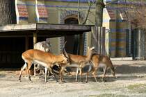 Wer will hier wen decken? Kafue-Litschi-Wasserbcke (Kobus leche kafuensis) am 25.2.2010 im Zoo Berlin. 
