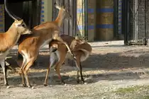 Kafue-Litschi-Wasserb�cke (Kobus leche kafuensis) am 25.2.2010 im Zoo Berlin. 
