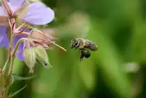 Eine Glockenblumen-S�gehornbiene beim Nektar sammeln.
(07.06.2010)