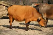 Waldb�ffel oder Rotb�ffel (Syncerus caffer nana) am 11.3.2010 im Zoo Berlin.