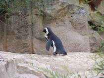  Geh ich mal hier hin... 
Pinguin im Berliner Zoo
