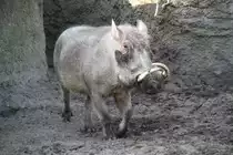 Warzenschwein (Phacochoerus aethiopicus)am 11.3.2010 im Zoo Berlin.