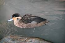 Hottentottenente (Anas hottentota) am 11.3.2010 im Zoo Berlin.