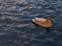 Braune Ente Annaberg-Buchholz Schutzteich 17.12.2006