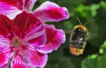  Hummelflug  vor einer Bl�te - 05.06.2010