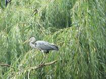 Fischreiher im Berliner Zoo.