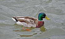 Stockentenmnnchen im Rhein bei Oberkassel - 30.05.2010