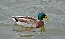 Stockentenm�nnchen im Rhein bei Oberkassel - 30.05.2010