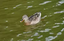 Stockentenweibchen im Rhein bei Oberkassel - 30.05.2010