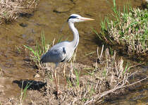 Fischreiher auf Jagd an der Ahr bei Bad Neuenahr - 18.04.2010