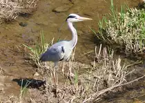 Fischreiher auf Jagd an der Ahr bei Bad Neuenahr - 18.04.2010