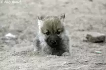  Ich werde mal ein ganz Grosser . Kanadischer Wolfswelpe (Polarwolf - geb. am 30.04.2010).