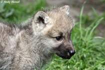 Kopf eines Kanadischen Wolfswelpen (Polarwolf).