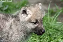 Kopf eines Kanadischen Wolfswelpen (Polarwolf).