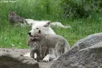 3 Welpen wurden nachgezogen. Kanadische W�lfe(Polarw�lfe).