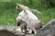  Zwischendurch mal die Alten �rgern! . Kanadische W�lfe (Polarw�lfe)