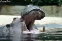  Ganz sch�n grosse Schnauze . Flusspferd.