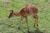 Nyala