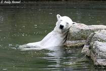  Etwas abnicken . Eisbr im Berliner Zoo. 