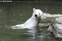  Etwas abnicken . Eisb�r im Berliner Zoo. 