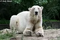  Knut 