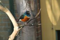 Dreifarben-Glanzstar (Lamprotornis superbus) am 11.3.2010 im Zoo Berlin.