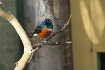 Dreifarben-Glanzstar (Lamprotornis superbus) am 11.3.2010 im Zoo Berlin.