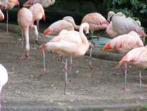 Flamingos aus dem Berliner Zoo