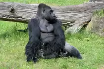 Ganz sch�n muskol�s. Westlicher Flachlandgorilla