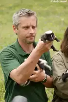 Das momentane Gewicht der kleinen Stinktier-Babys betr�gt zwischen 320g bis 400g.
