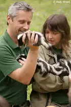 Skunks erreichen eine K�rperl�nge von 11,5 bis 51 Zentimeter, eine Schwanzl�nge von 7 bis 43,5 Zentimeter sowie ein Gewicht von 700 Gramm bis 4,5 Kilogramm. Der K�rperbau der Skunks �hnelt einer Mischung aus Dachsen und Wieseln.
