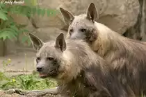 2 Schabrackenhy�nen. Noch herrscht Ruhe.