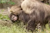 Hier gehts ziemlich zur Sache. Schabrackenhy�nen