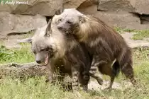 Er will, sie nicht. Naja, das kennen ja einige aus eigener Erfahrung. Schabrackenhy�nen.