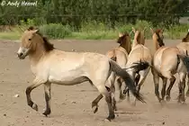 Przewalski-Pferde. 