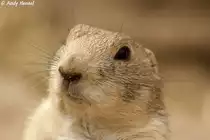 Kopf eines Schwarzschwanz-Pr�riehundes