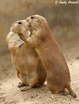  Gib Kchen . Schwarzschwanz-Prriehunde bei  Knutschen .