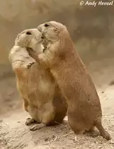  Gib K��chen . Schwarzschwanz-Pr�riehunde bei  Knutschen .